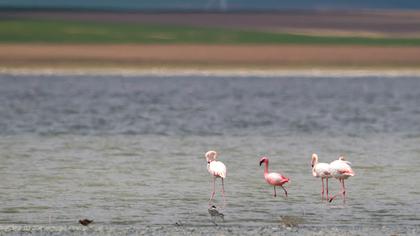 Küçük flamingo
