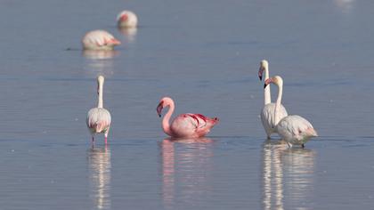 Küçük flamingo