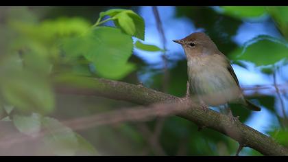 Boz ötleğen