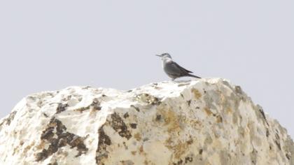 Gökardıç