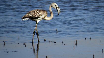 Flamingo