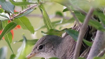 Zeytin mukallidi