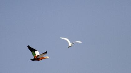 Angıt