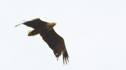 Akkuyruklu kartal