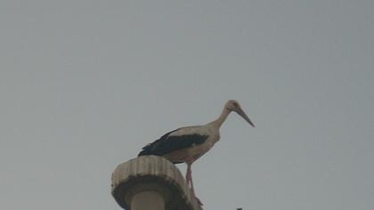 Leylek