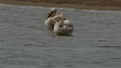 Kuğu