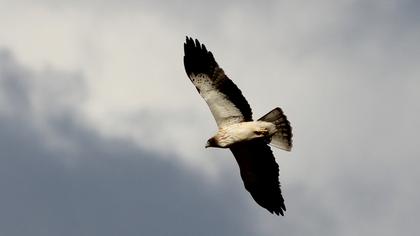 Küçük kartal