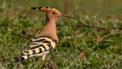 İbibik