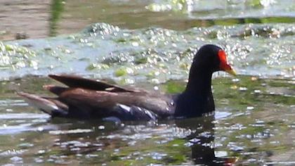 Sutavuğu