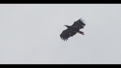 Akkuyruklu kartal