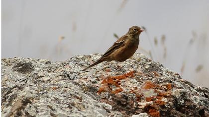 Kirazkuşu