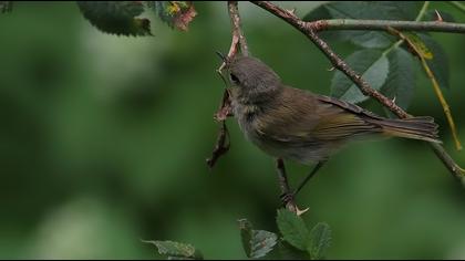 Boz çıvgın