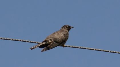 Guguk