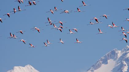 Flamingo