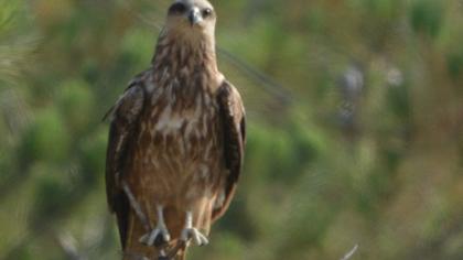 Kara çaylak