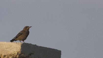 Gökardıç