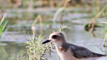 Büyük cılıbıt