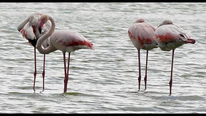 Flamingo