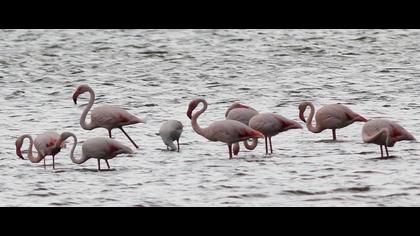 Flamingo