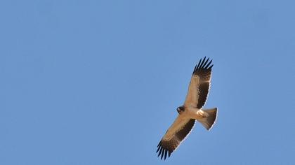 Küçük kartal
