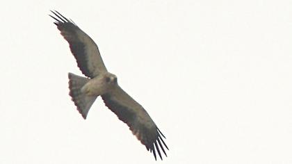 Küçük kartal