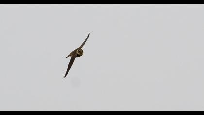 Kum kırlangıcı