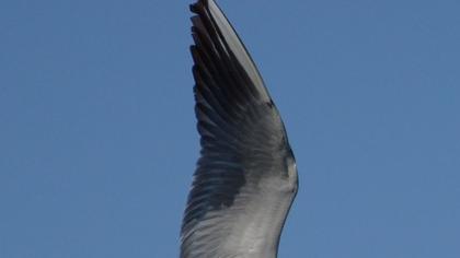 Karabaş martı