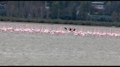 Flamingo