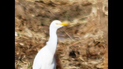 Sığır balıkçılı