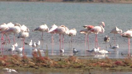 Flamingo
