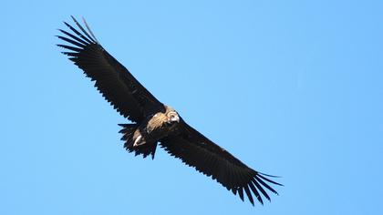 Kara akbaba