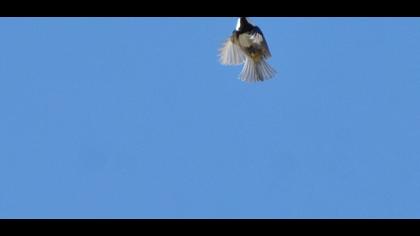 Çam baştankarası