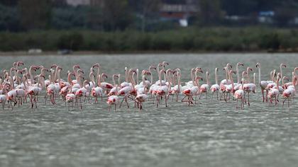 Flamingo