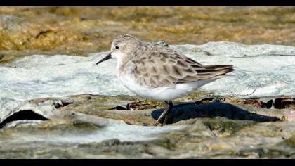 Küçük kumkuşu