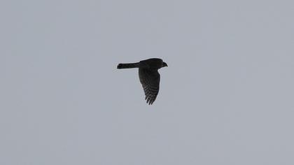 Atmaca