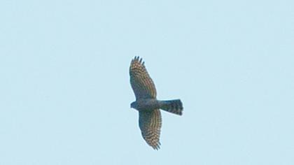 Atmaca