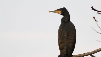 Karabatak