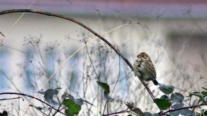 Tarla kirazkuşu