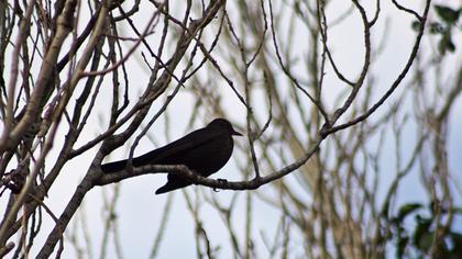 Karatavuk