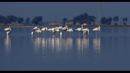 Flamingo