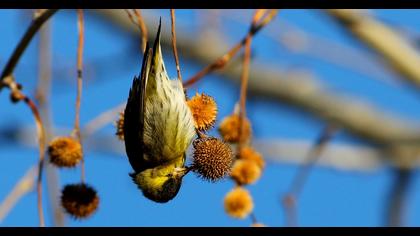 Karabaşlı iskete