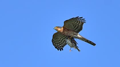 Atmaca