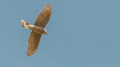Atmaca