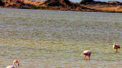 Flamingo