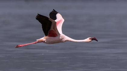 Küçük flamingo