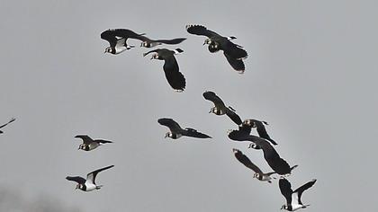 Kızkuşu