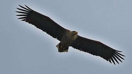 Akkuyruklu kartal