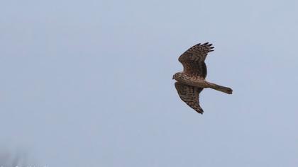 Gökçe delice