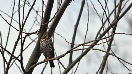 Öter ardıç