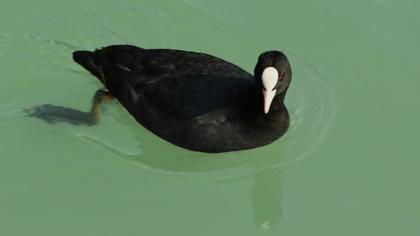 Sakarmeke